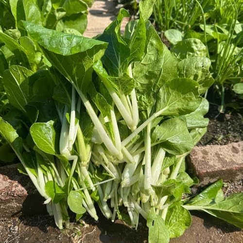 Semi di Pak Choi, rare Semi di cavolo cinese biologici, tappezzante resistenti per il giardino semi per aiuole rialzate da giardino roccioso 500pcs