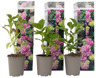 Plant in a Box - Hydrangea macrophylla - 6er Set - Hortensien Rosa- Gartenpflanzen Winterhart - Topf 9cm - Höhe 25-40cm