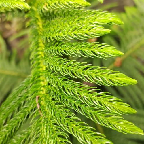 Semillas de Araucaria, Las de jardín son perennes resistentes Semillas de Araucaria Araucana - comprar 150pcs