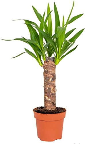 Yuca Palma de Exterior de unos 80cm Palmera Natural Yucca