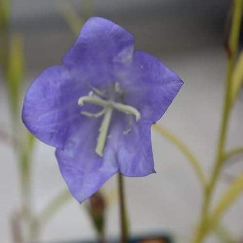 6x Campanula persicifolia 'Grandiflora Coerulea' – Vaso 9x9 cm – grandi fiori blu giardino