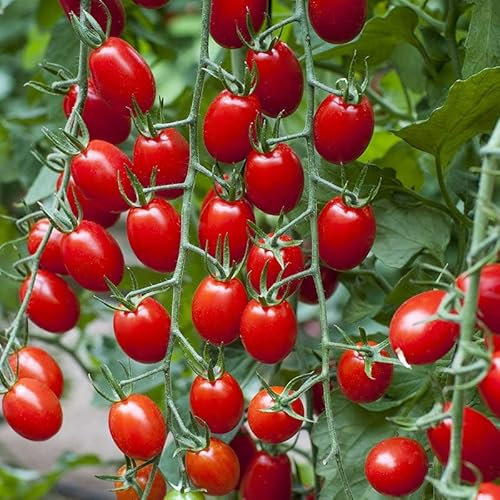 Tomato Seeds Solemio - Heirloom Indeterminate Cherry Plum Vine Tomato Plant Seed