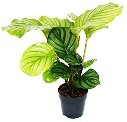 exotenherz - Plante ombragée au look zèbre – Calathea orbifolia – Pot de 12 cm – env. 40 cm de haut