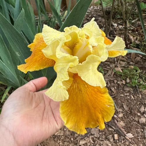 iris resistentes para jardín y balcón iris decoraciones jardín para exteriores raras primavera, cubresuelos, resistentes, perennes en macetas 9bulbos