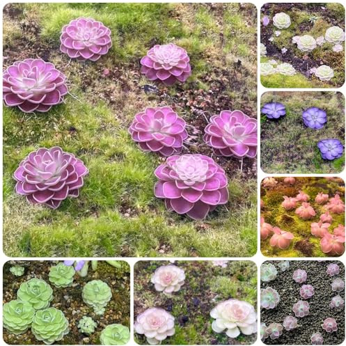 Fettkraut, Pinguicula vulgaris, gartenpflanzen winterhart Fleischfressende, exotische luftreinigende zimmerpflanzen balkonpflanzen 80Samen