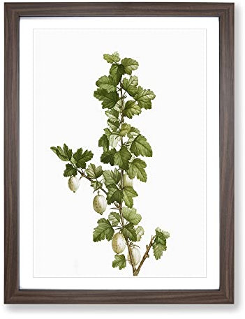 Gooseberry Bush By Pierre Joseph Redoute Vintage Framed Wall Art Print, Ready to Hang Picture for Living Room Bedroom Home Office Décor, Walnut A2 (64 x 46 cm)