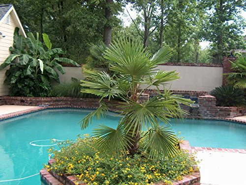 Windmill, Trachycarpus Fortunei, semi di Albero (Hardy l) (30 semi)