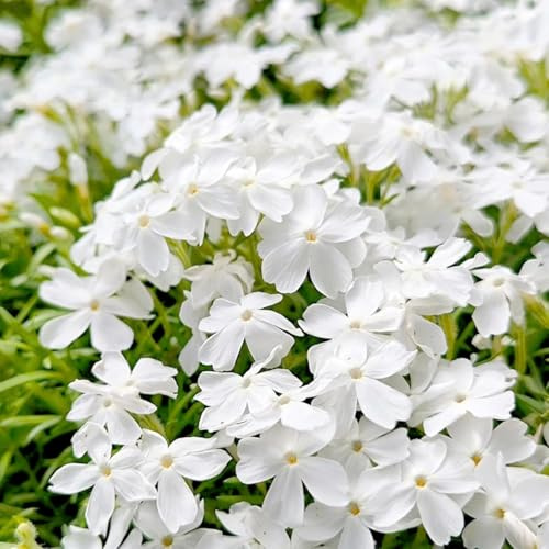 20.000 semillas de tomillo blanco rastrero, una flor perenne resistente al invierno, tradicional, no transgénica, para decoración al aire libre.