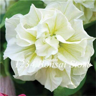 Neue 50 Stück doppelte Petuniensamen für den Garten, weiß