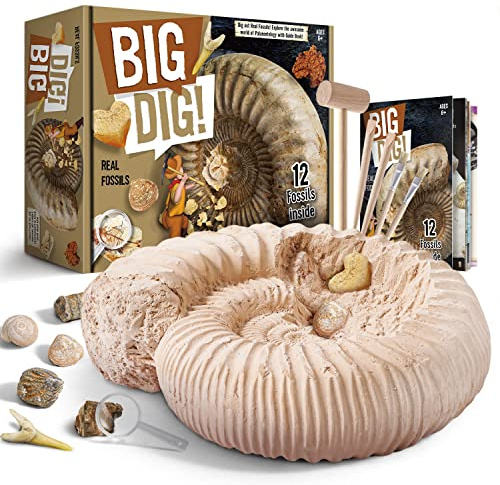 Byncceh Kit de Excavación de Fósiles para Niños – Descubre 12 Fósiles Auténticos en 1 Gran Bloque de Yeso | Juego Educativo Stem para Niños de 6 a 12 Años Pequeños Exploradores