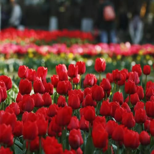 tulpenzwiebeln gartenpflanzen dekopflanzen gartenblumen blumen zwiebeln balkonpflanzen winterhart, frühlingsblüher zwiebeln, blumenzwiebel frühblüher zwiebeln tulpenzwiebel winterharte 1pcs