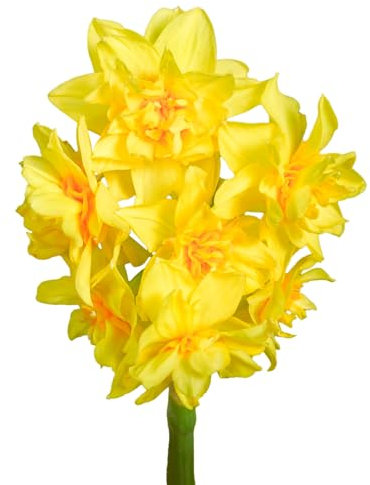 Narzissenzwiebeln 16 x ’Golden Rain’ – The Bulb Farmers - Frühjahr – in den Niederlanden gezüchtet - Narzissen Zwiebeln – Blumenzwiebeln