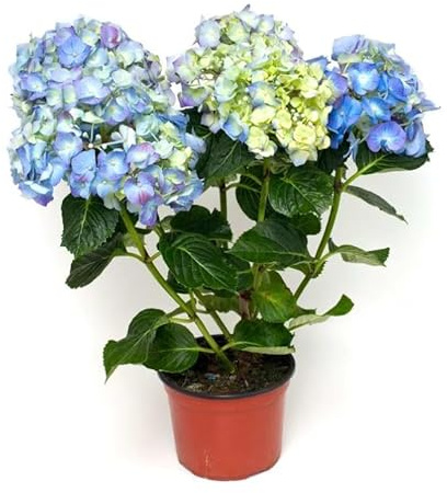 Hortensia Azul Natural Arbusto Resistente para Decoración de Exteriores