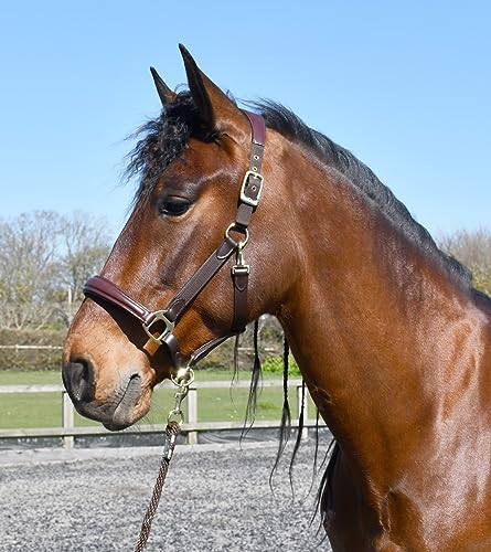 Rhinegold Softee Halfter, Leder, gepolstert, Braun/Braun