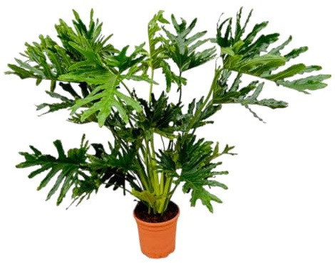 Trendyplants – Philodendron Selloum – spetsträd philodendron – krukväxt – höjd 110–130 cm – krukstorlek Ø 24 cm