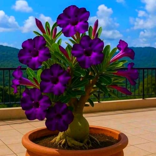 Rosa del deserto facile da coltivare e richiede poca manutenzione Tuberi di a crescita rapida/Rari/Resistente al freddo/Perenne resistente al freddo-1Rizoma-f