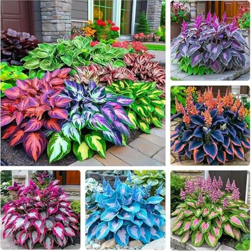 Mixed Hosta rari Perenne Facile da coltivare Piantagione di giardini-2 Bulbi-E