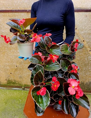 POWERS TO FLOWERS - BEGONIA BIG A FOGLIA VERDE SCURA E FIORE ROSSO, 2 PIANTE VASO 14 CM DIAMETRO, piante vere