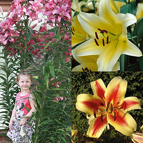 Tree Lily Collection Bulbs Lilium Beautiful Mix of Flowers Yellow Red and Pink Lovely Fragrance Sturdy Upright Stems Perfect for Beds, Borders and Pots 18 x Tree Lily Bulbs by Thompson and Morgan