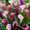 Calla bulbi，Calla Lily Pianta perenne resistente al freddo，Calla pianta, possono essere piantati in cortili e balconi per abbellire l'ambiente-6 bulbi-F