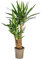 Yucca Elephantipes ramificata - 80-100cm - Ø24cm - Pianta d'appartamento - Sempreverde