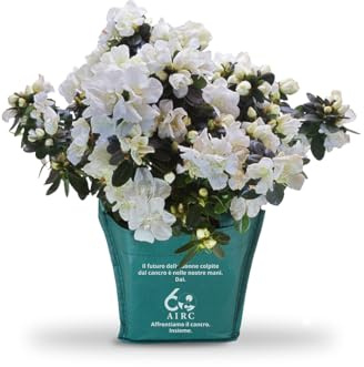 AIRC Azalea della Ricerca