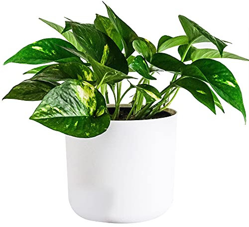 Epiremnum pinnatum Aureum | Devil's Ivy Houseplant with 15cm Hanging Basket