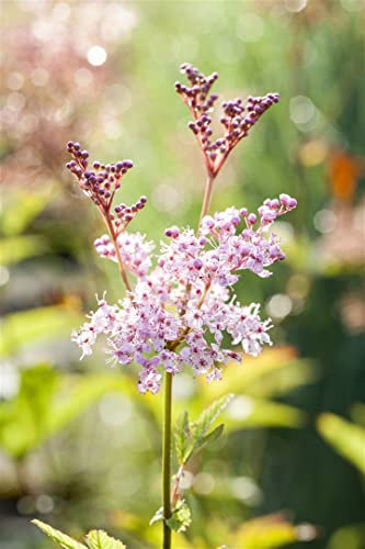 Filipendula rubra 'Venusta' ca. 11x11 cm Topf - Königin der Prärie, rosa Blüten, Blütezeit Juni-August, ideal für feuchte Standorte, bienenfreundlich