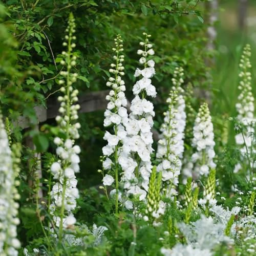 semi resistenti delphinium - appartamento giardino perenni 650pcs