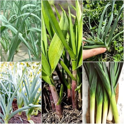 semillas de puerro - semillas de balcón verdes camas elevadas para jardín balcón exóticas jardín orgánicas 300pcs