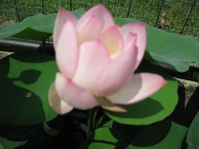 Fiore di Loto Nelumbo Agate – Rizoma Vivo di Loto Ornamentale Rosa – Pianta Acquatica per Laghetti e Vasi – Fioritura Estiva Decorativa
