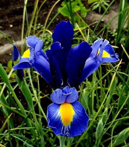 Iriszwiebeln : Iris hollandica Holländische Iris  Blue Magic  100 Blumenzwiebeln