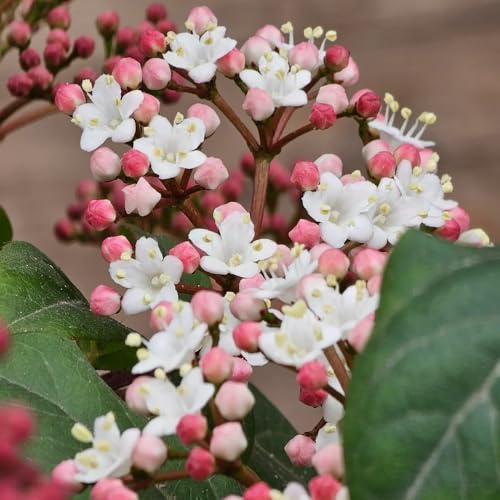Semillas de bolas de nieve de invierno - de jardín de rocas resistentes Viburnum dilatatum - semillas de para lugares soleados 150pcs