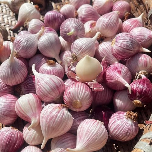 semillas de ajo-plantar ajo,de interior,para lugares soleados resistentes en maceta 250pcs