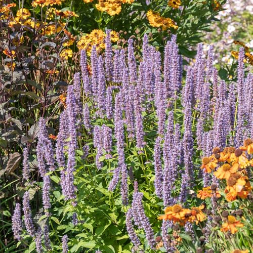 Bloomique - Set di 3 - Agastache Blue Fortune - Pianta a goccia - Ricca fioritura - Attrae api e farfalle - Resistente all'inverno - Perenne - Altezza 10-20 cm - Vaso 9 cm