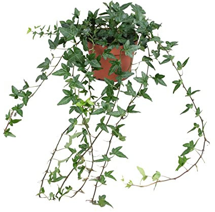 DECOALIVE | Hiedra de Interior | Planta Natural Purificadora del Aire | Planta Tapizante