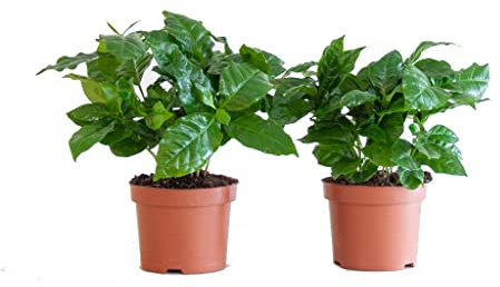 Planta del Café | Pack 2 Plantas | DECOALIVE | Plantas de Interior | Coffea Arabica