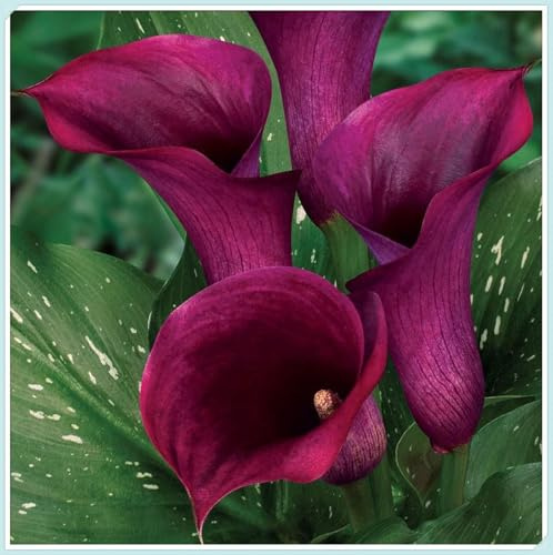 Fácil de cultivar. Bulbos de Cala-En maceta,Otoño o primavera -Excelente para plantar en interiores o exteriores.-8 bulbos