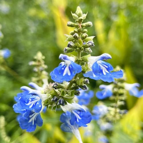 Semillas de salvia, exóticas resistentes Semillas de Salvia japonica, de jardín para jardin 150pcs