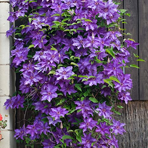Bloomique - Clematis ‘The President’ - Clematide - Viola - Rampicante - Pianta da giardino - Resistente al freddo - Alta 50-70 cm - Vaso da 15 cm