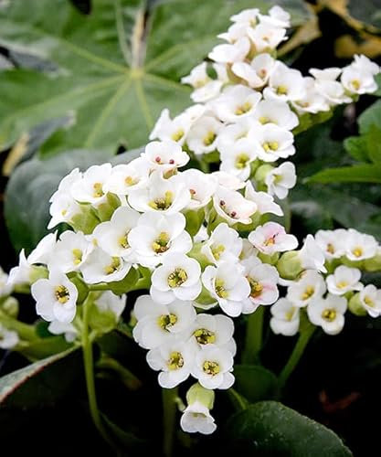 New Fresh 85pcs White Bergenia Flower Seeds