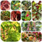 Semillas de planta de café - planta decorativa para balcones -Serie Plantas Raras- árbol de semillas hierbas semillas plantas resistentes en macetas semillas café 200pcs