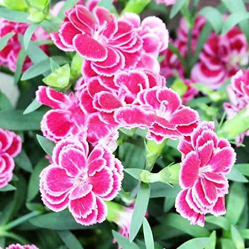 semillas de clavel perennes resistentes - silvestres jardín exóticas Invernadero Balcón 300pcs
