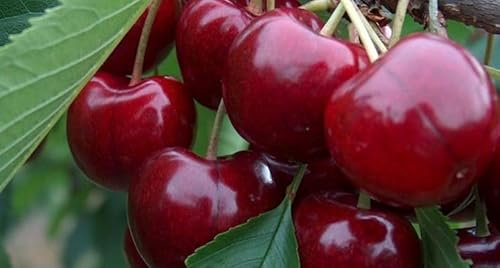 Ciliegio Nano Autofertile in Vaso – Albero da Frutto a Bassa Crescita per Balconi e Giardini – Fioritura Precoce e Frutti Rosso Scuro – FOTO REALI