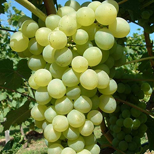 Phoenix gelbe Weintraube sehr frosthart und robust 80-100 cm im 3,5 Liter Topf
