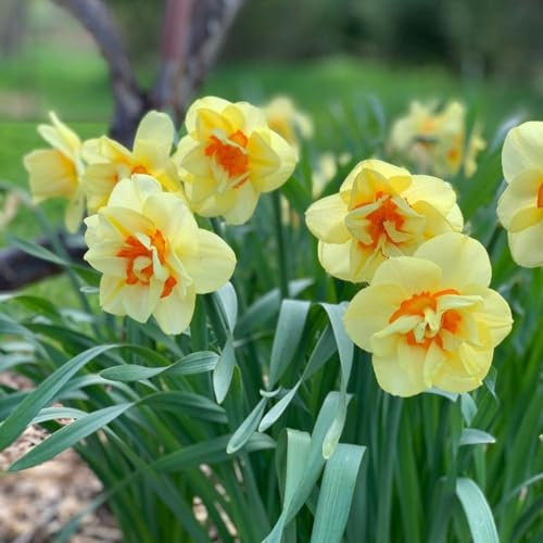 Votaniki Daffodil Double Tahiti Bulbs - Long Lasting & Fragrant Blooms, Narcissus ‘Tahiti’ (Double Daffodil) | Perennial Spring Flowers, Easy to Grow (6 Pack)