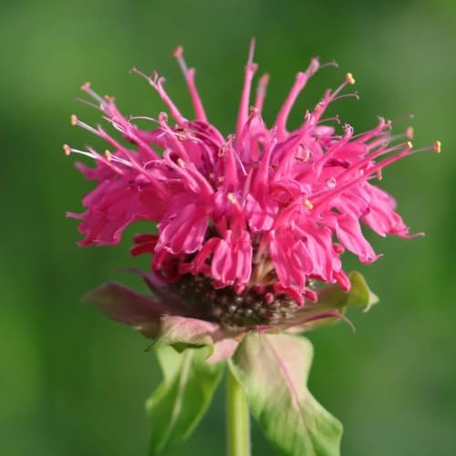 Semillas resistentes de ortiga india - interior perennes de melisa de jardín para balcón 50pcs