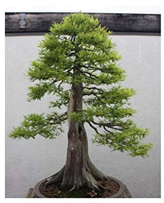 Portal Cool 20 X Metasequoia glyptostroboides Samen Urwelt Mammutbaum Bonsai B1765
