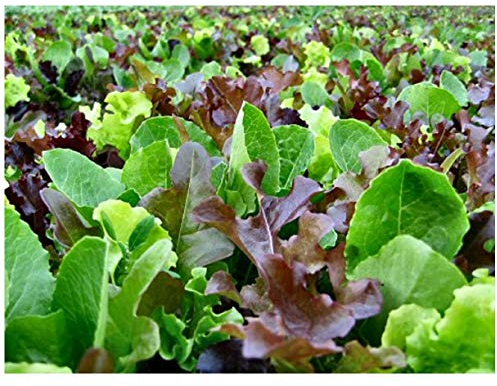 PREMIER SEEDS DIRECT - Lettuce - Mixed Leaf - MESCLUN Mix - 2000 Seeds