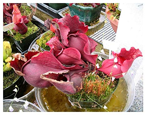 Sarracenia x Big Berta - Kannenpflanze - 5 Samen